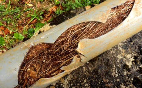 Pipe cracked open with dirt, roots, and debris inside