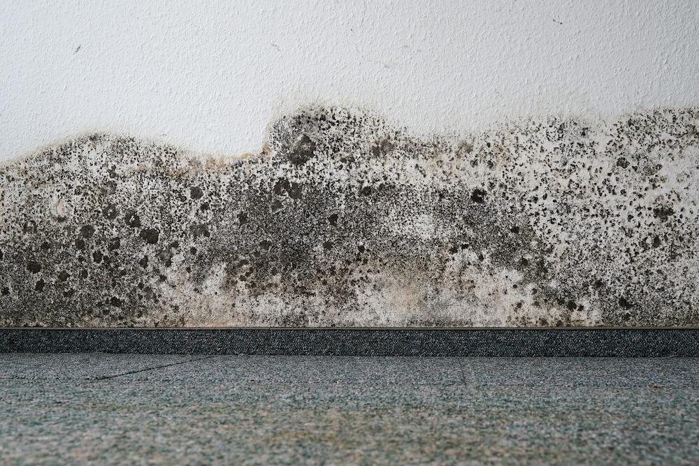 mold spores on surface