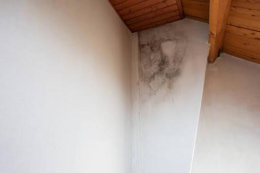 mold spores on wall