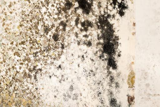 mold