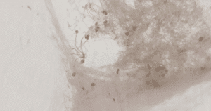 cracking in plumbing leak