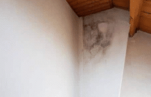 mold and water damage growing on white wall